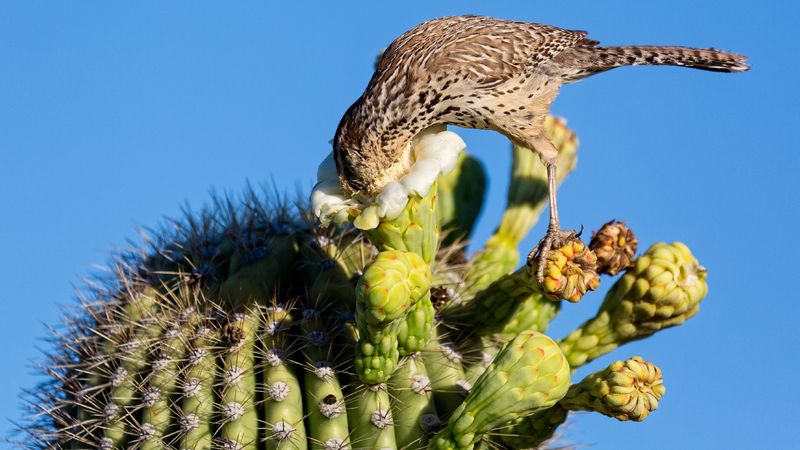 A meaningful role is not the same as holding the desert together