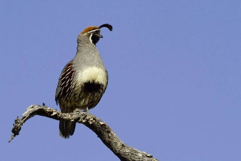 A morning call does not confirm a nest or forecast weather A morning call does not confirm a nest or forecast weather
