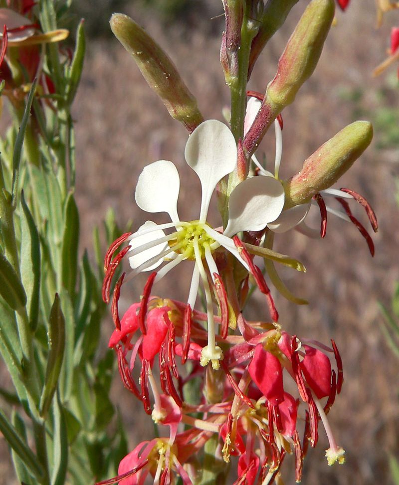 A native perennial with blooms that change as they age A native perennial with blooms that change as they age