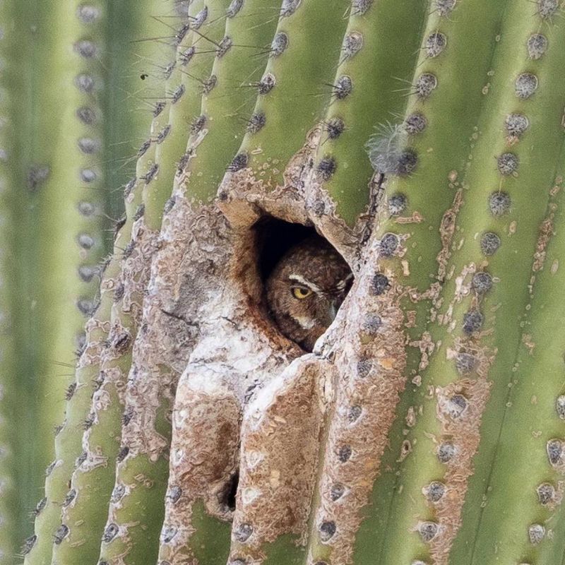 A nearby nest depends on habitat