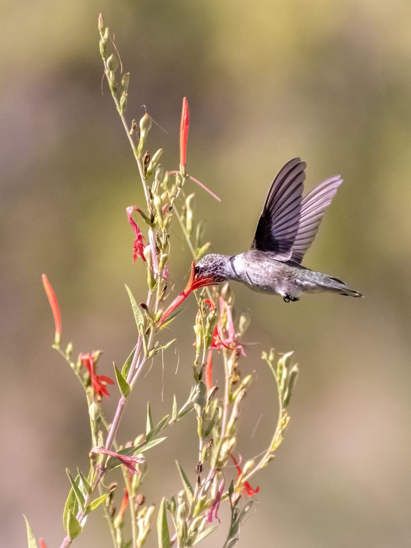 A nectar source, not a complete hummingbird food plan