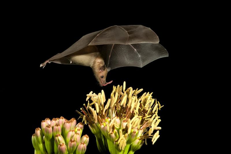 A nectar visit can carry pollen to another flower