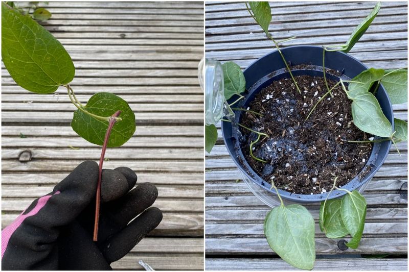 A newly planted vine may benefit from first-season pinching A newly planted vine may benefit from first-season pinching