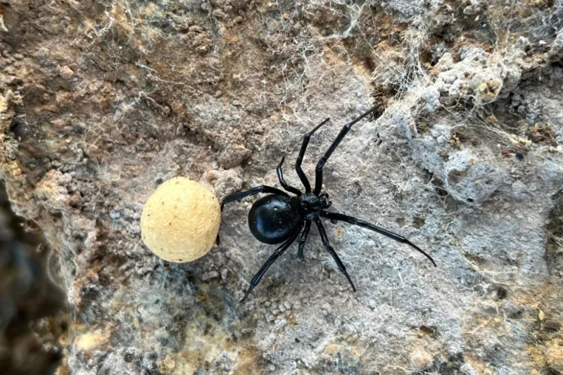 A quick look cannot always confirm a black widow