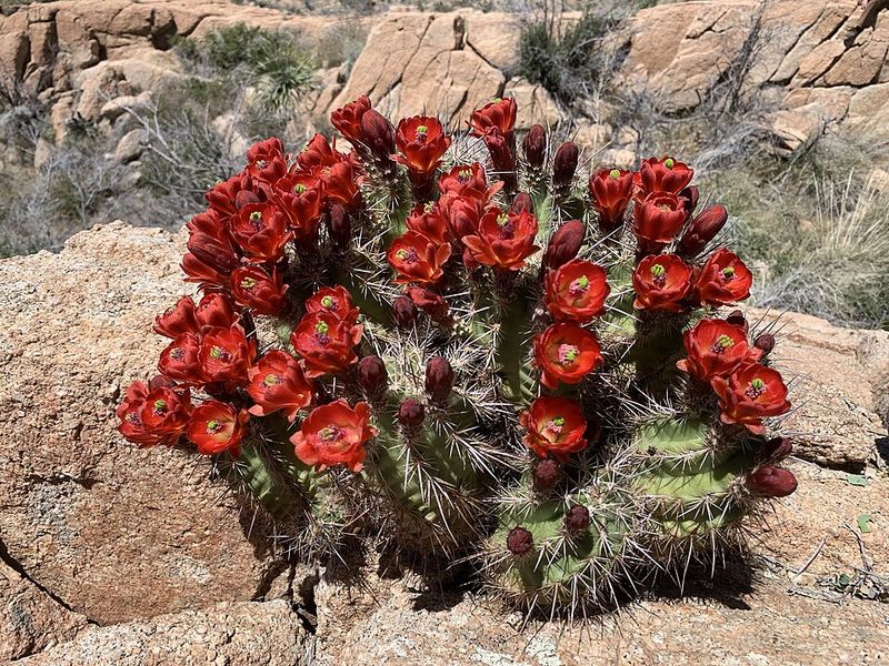 A rare cactus occupies a narrow slice of central Arizona