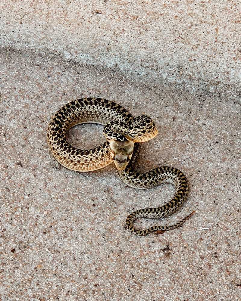 A rattling impression does not identify the snake A rattling impression does not identify the snake