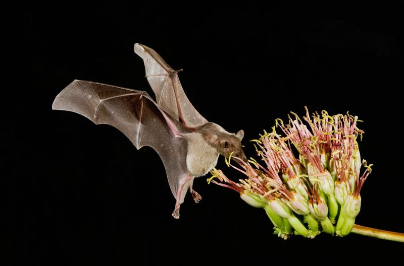 A recovered bat still needs room to thrive