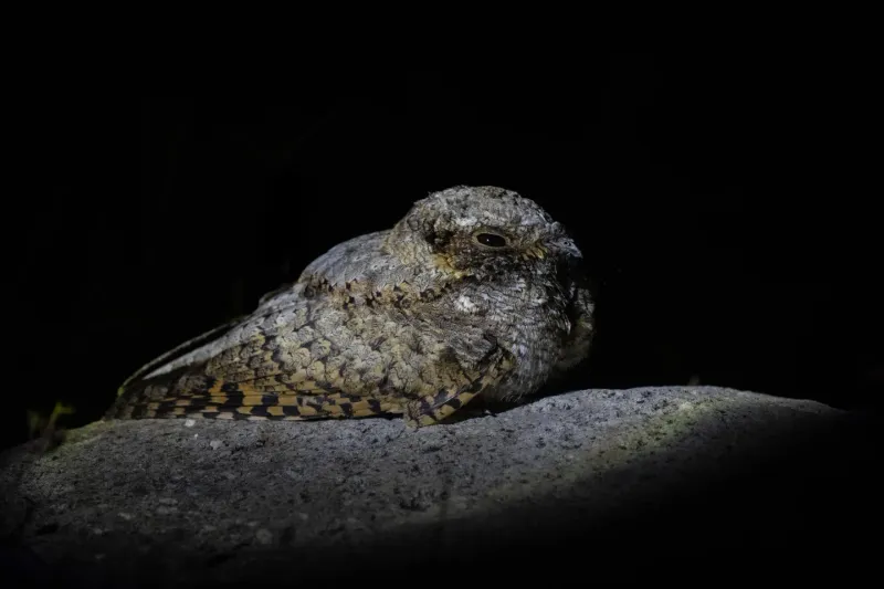 A repeated “poor-will” may be a male singing nearby