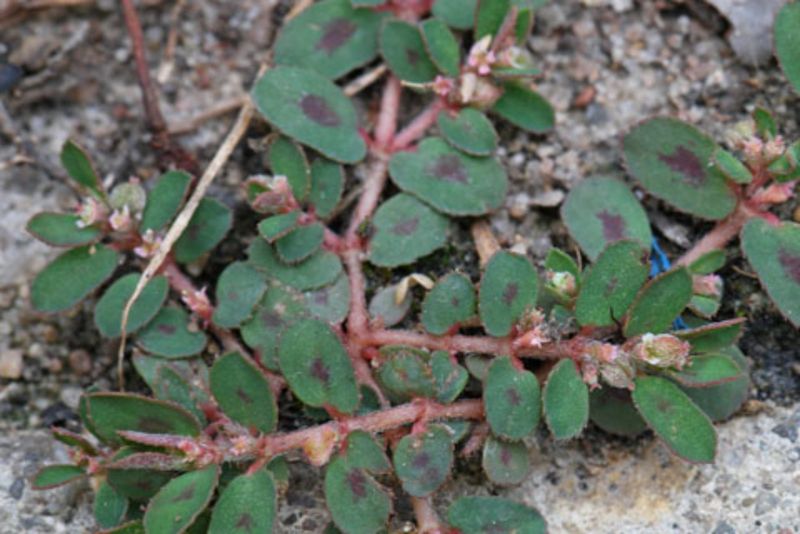 A returning plant may not be the same plant A returning plant may not be the same plant