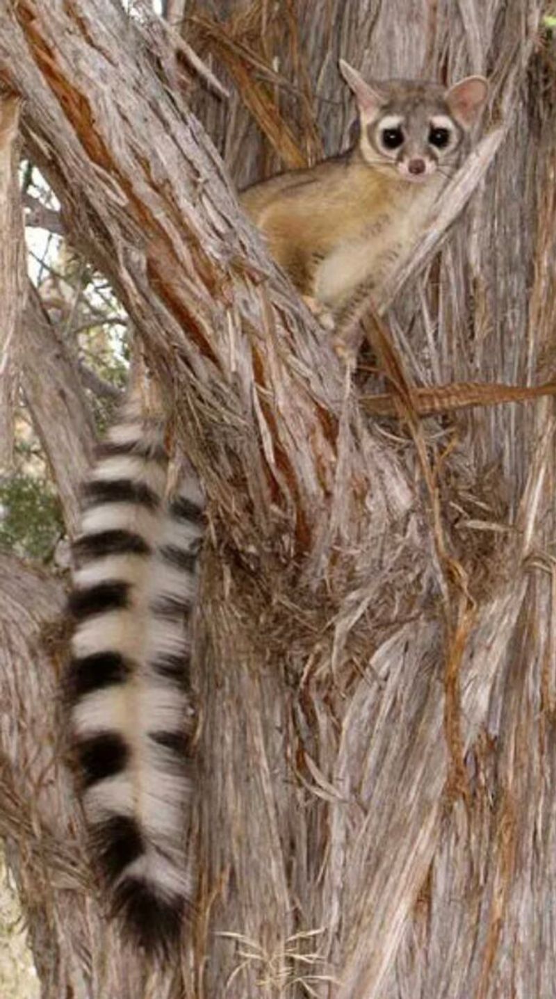 A ringtail is not a cat A ringtail is not a cat