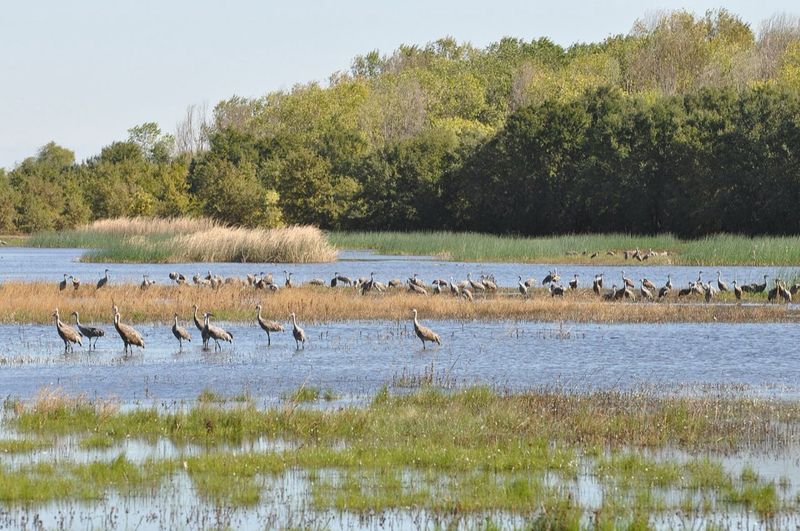 A seasonal count is a snapshot, not a fixed flock size