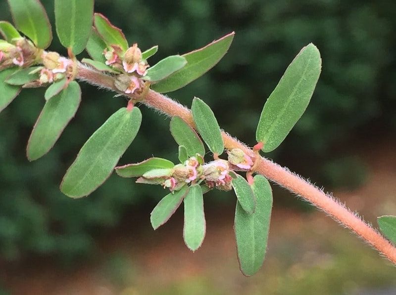 A seed-bearing plant can turn cleanup into seed dispersal