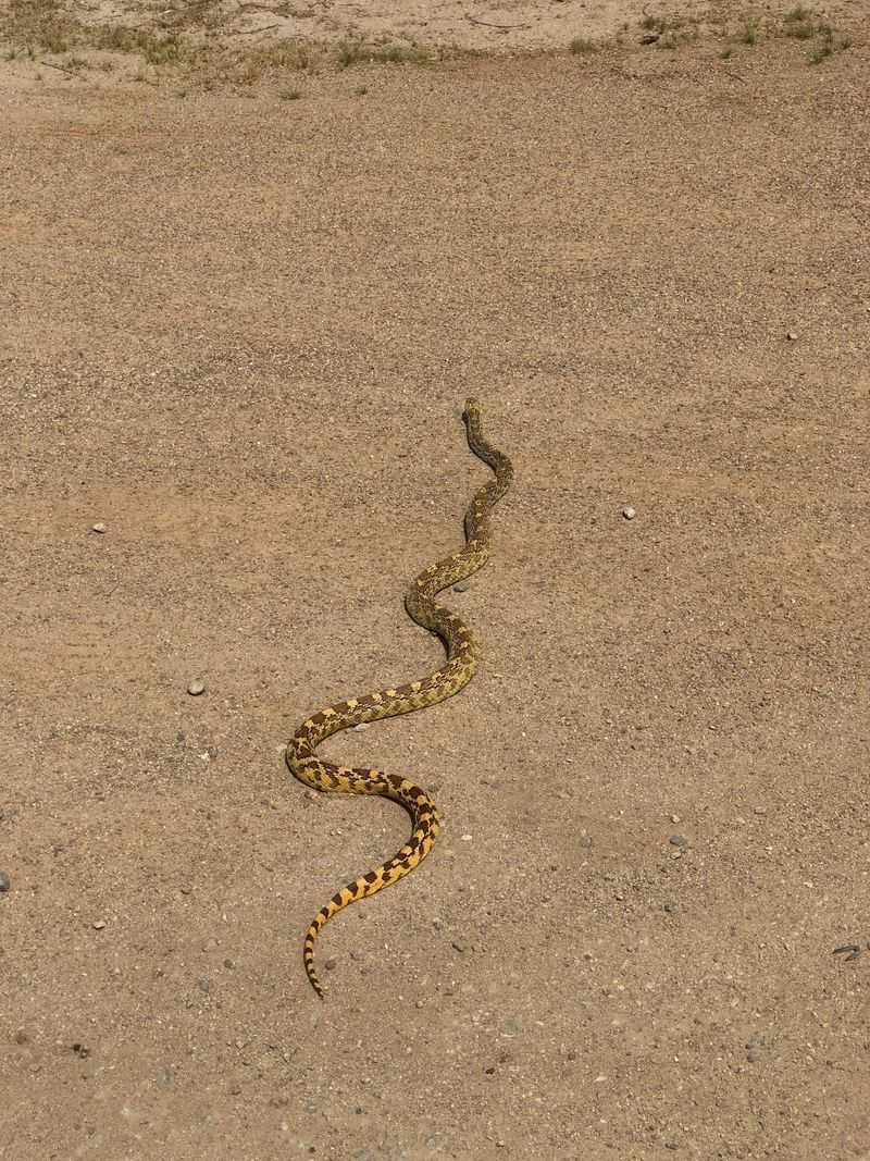 A sighting near a house does not explain why the snake is there A sighting near a house does not explain why the snake is there