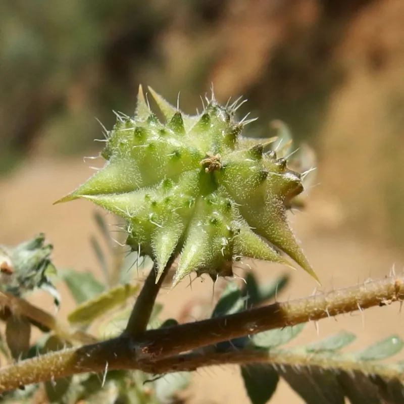 A small, sharp burr may be goathead instead A small, sharp burr may be goathead instead