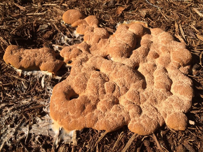 A soft orange patch is often a slime mold A soft orange patch is often a slime mold