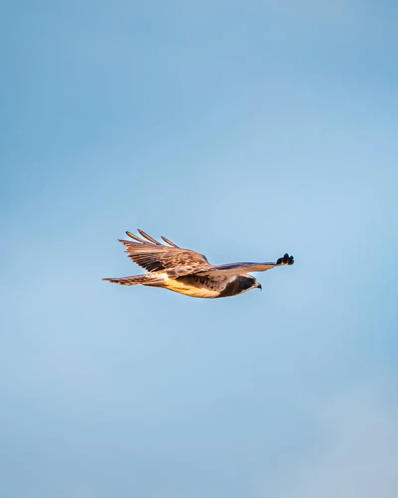 A spring passage does not identify the same hawk A spring passage does not identify the same hawk