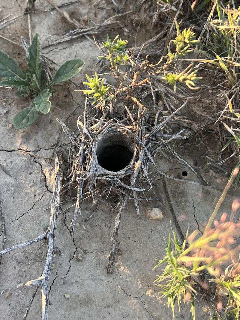 A suspected burrow may be a refuge, not an infestation A suspected burrow may be a refuge, not an infestation