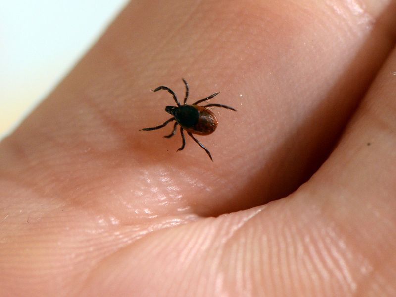 A tick finding is not a diagnosis, but symptoms need attention