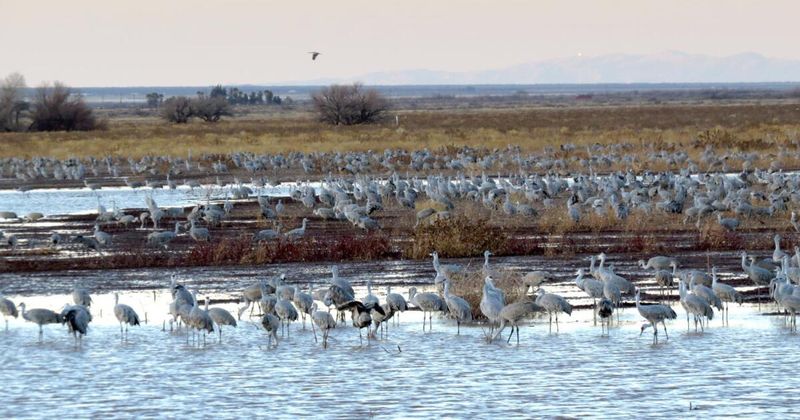 A useful winter landscape pairs shallow roosts with food