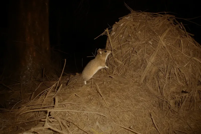 A yard nest does not prove a house infestation