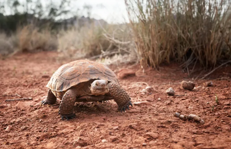 A yard visit is a clue, not a habitat grade