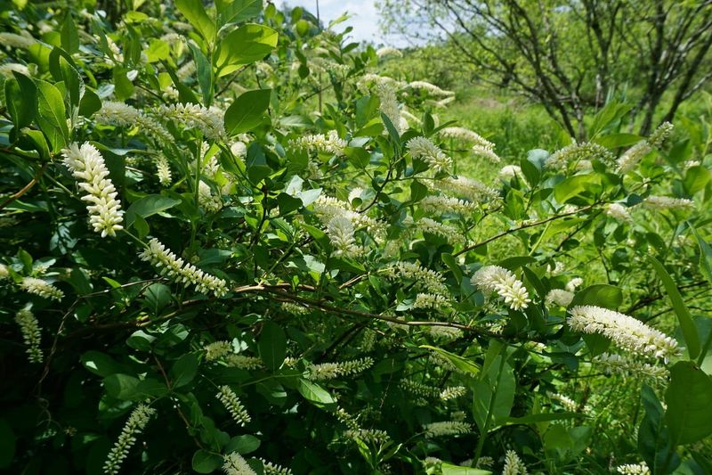 A yard with oleander does not automatically poison a dog
