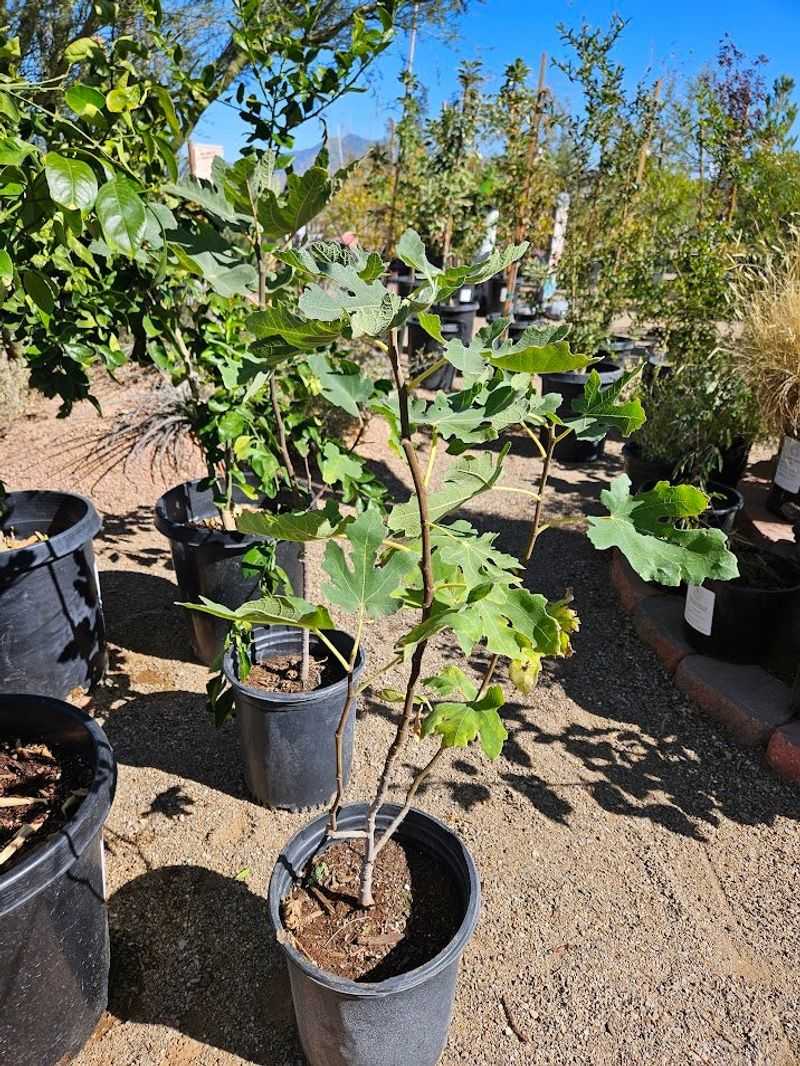 A young tree may need time, and common figs need no pollinator A young tree may need time, and common figs need no pollinator