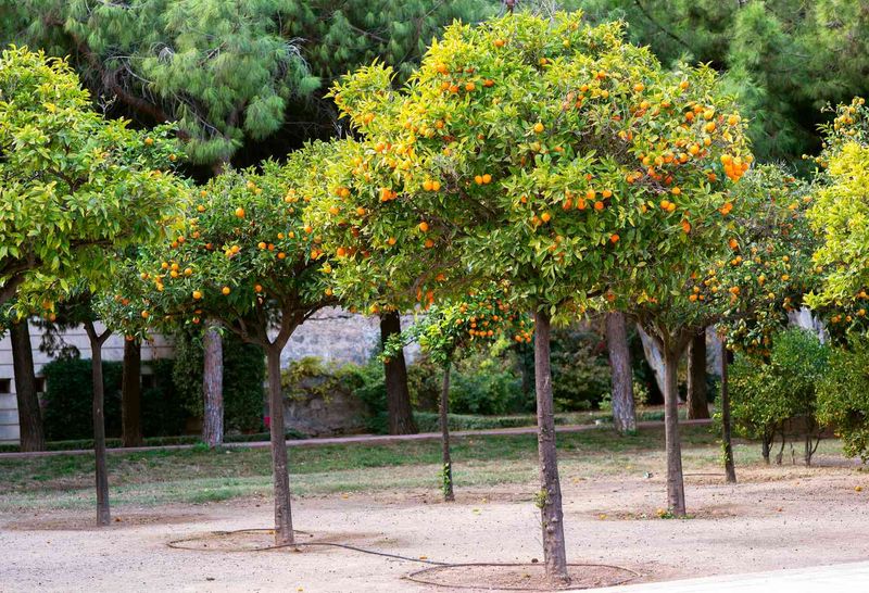 Acclimated Trees Can Handle 12 To 14 Degrees