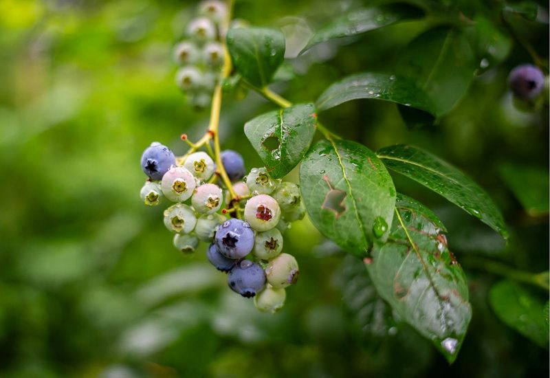 Acid-Loving Plants Better Left Untreated
