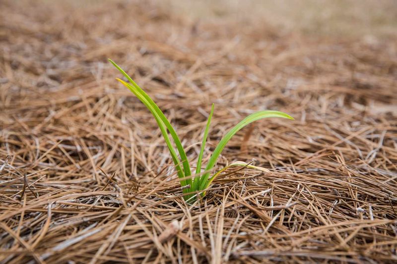 Acid-Loving Shrubs Do Not Need Pine Straw To Lower Soil pH Acid-Loving Shrubs Do Not Need Pine Straw To Lower Soil pH