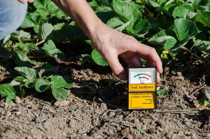 Acidic Soil Locks Up Key Nutrients
