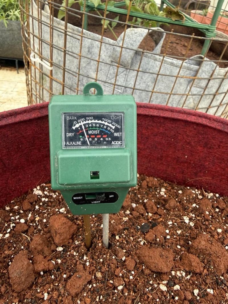 Acidic Soil Makes Or Breaks A Blueberry Patch