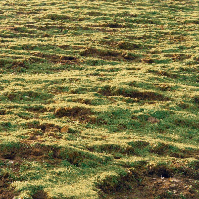 Acidic Soil Reduces Nutrient Availability
