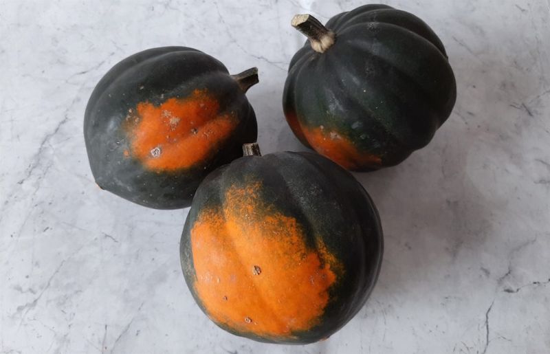 Acorn Squash Once The Ground Spot Turns Golden Orange