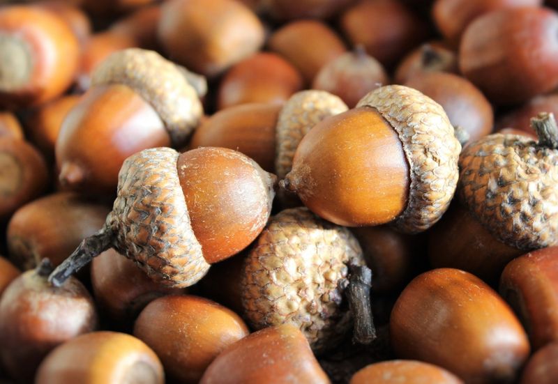Acorns And Fallen Fruit Draw Them In Acorns And Fallen Fruit Draw Them In
