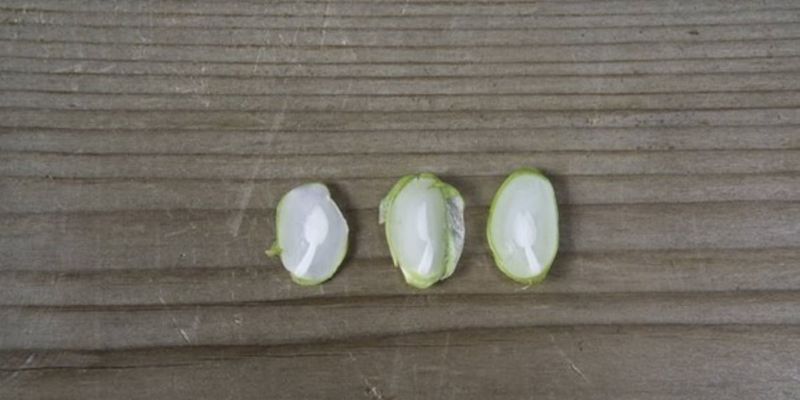 Acorns And Persimmon Seeds Joined The Lore