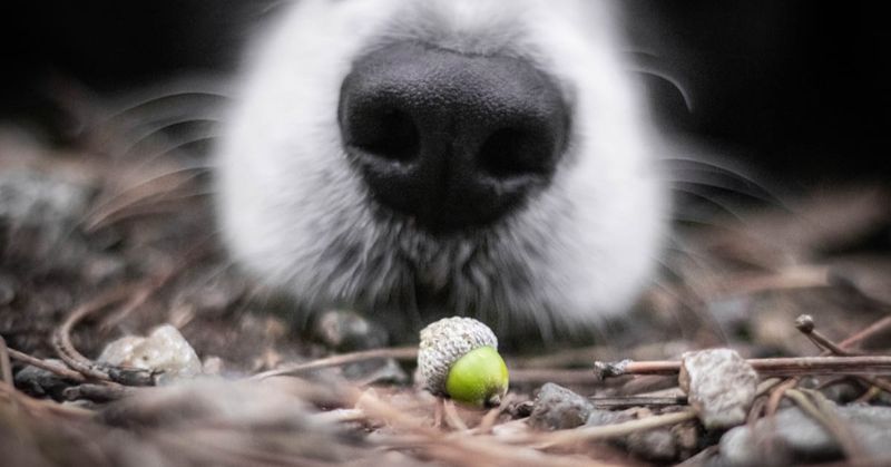 Acorns Can Upset A Dog’s Stomach Acorns Can Upset A Dog’s Stomach