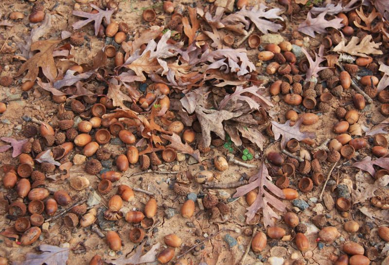 Acorns Ring The Dinner Bell