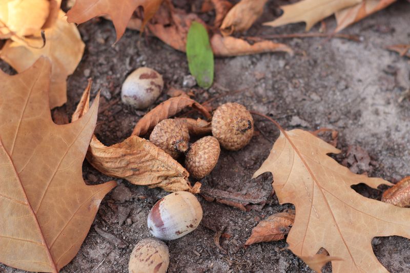 Acorns Ring The Fall Dinner Bell