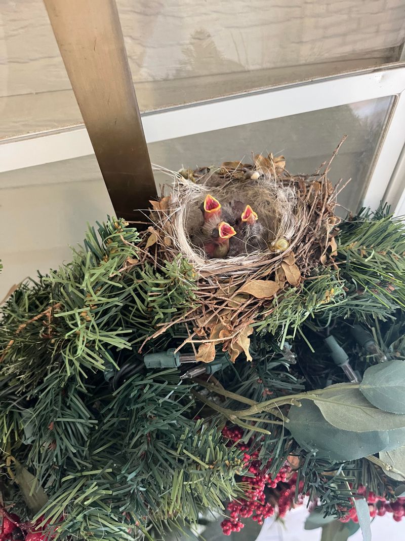 Active Songbird Nests