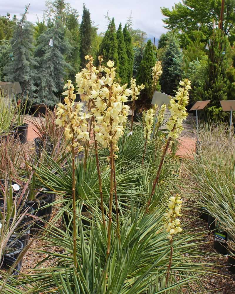 Adam's Needle Yucca For Desert Drama Adam's Needle Yucca For Desert Drama