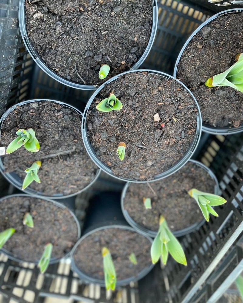 Add Compost, Not Bone Meal Add Compost, Not Bone Meal