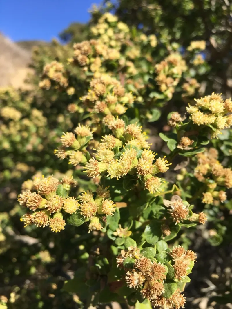 Add Coyote Brush For Fall Blossoms Add Coyote Brush For Fall Blossoms