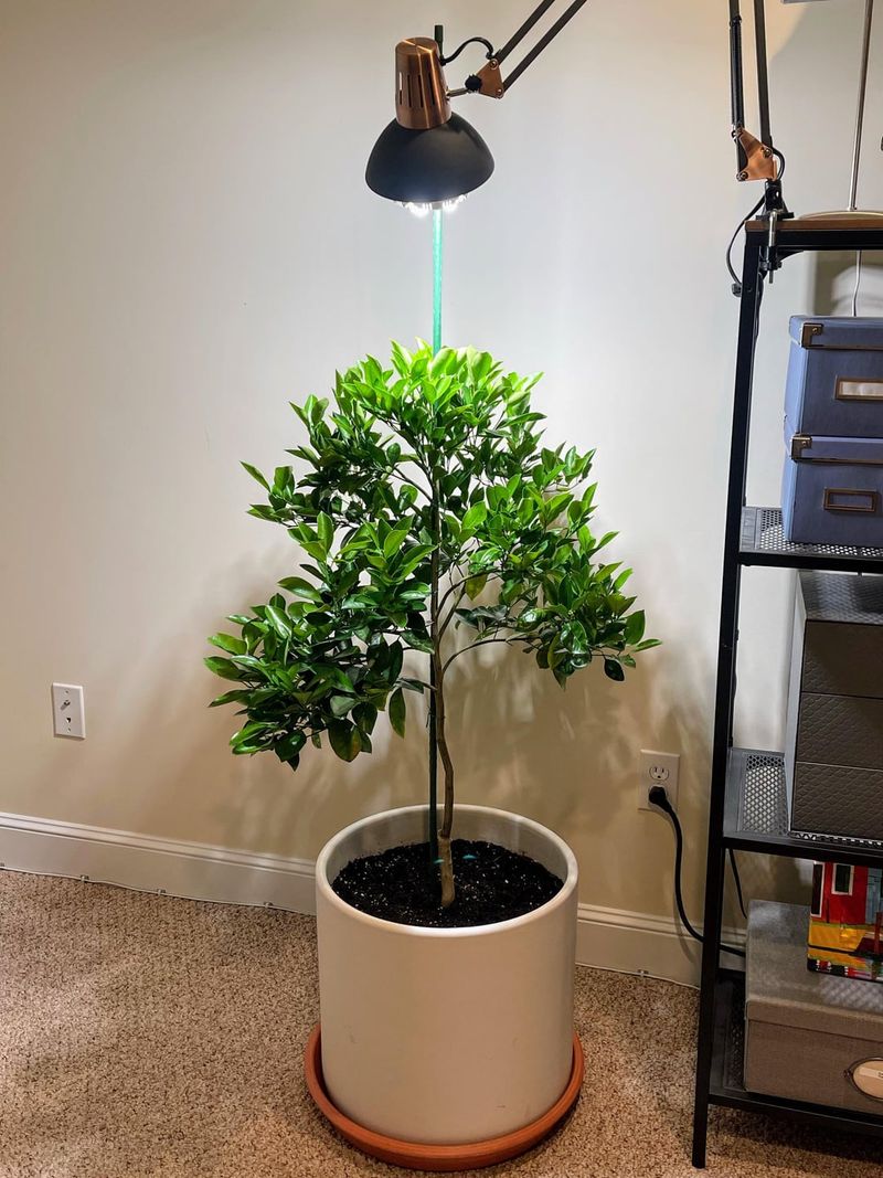 Add Grow Lights When The Days Get Short Add Grow Lights When The Days Get Short