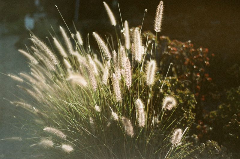 Add Height With Swaying Fountain Grass