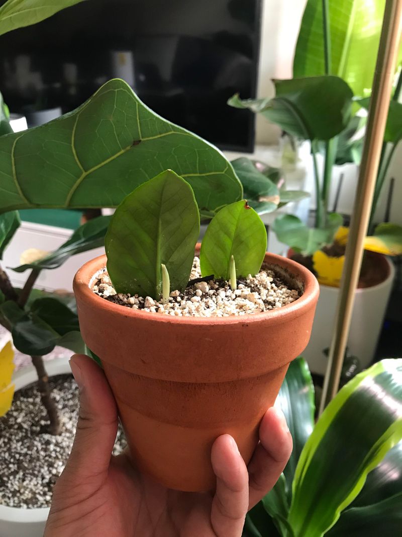 Add Leaf Cuttings For Slow, Steady Fill-In