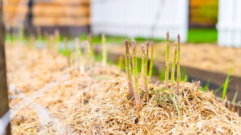Add Mulch For Winter Protection Add Mulch For Winter Protection
