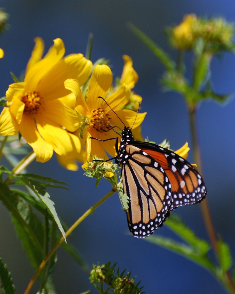 Add Nectar Plants For Fall Migrants Add Nectar Plants For Fall Migrants