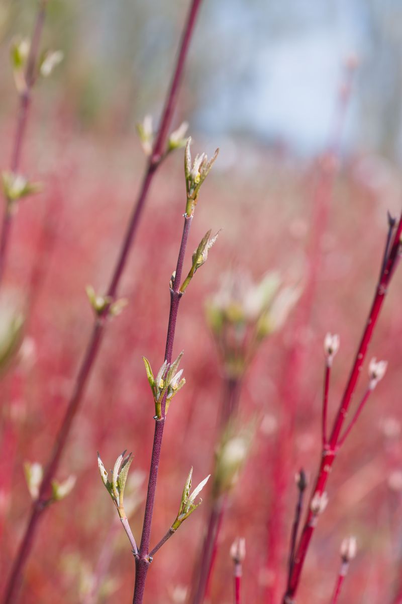 Add Red Twig Dogwood For Colorful Stems