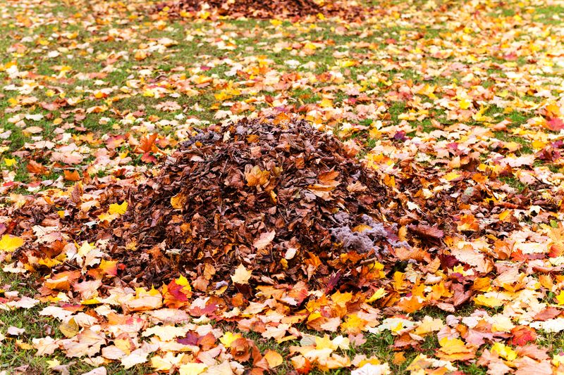 Add Them To Your Compost Pile Add Them To Your Compost Pile